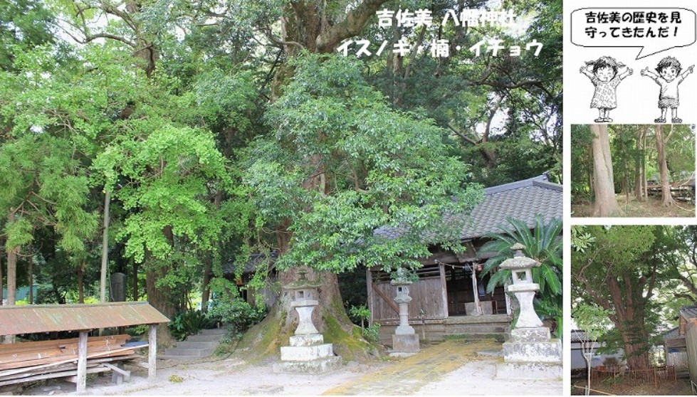 下田まち遺産　吉佐美八幡神社　イスノキ・楠・イチョウ30-08-31